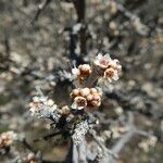 Rhus microphylla Кветка