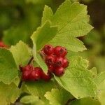 Crataegus pinnatifida 果實