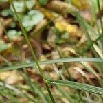 Poa palustris Leaf