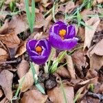 Crocus vernus 整株植物