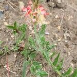 Oenothera suffrutescens പുഷ്പം