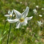 Narcissus poeticusFlor