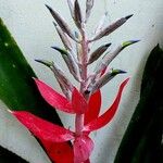 Billbergia macrocalyx