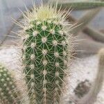 Echinocereus engelmannii Yaprak