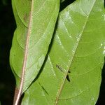 Petiveria alliacea Leaf