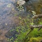 Cicuta maculata फूल