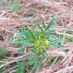 Rorippa sylvestris Folha