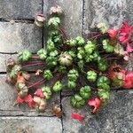 Geranium lucidum List