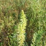 Astragalus canadensis Blomma