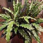 Calathea rufibarba FenzlBlad