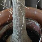 Beaucarnea recurvata ᱪᱷᱟᱹᱞᱤ