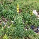 Verbascum creticum Hábitos