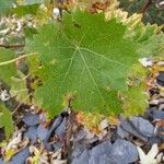 Vitis vinifera Leaf