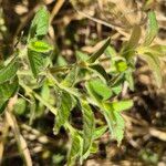 Psilotrichum elliotii Leaf