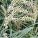 Echinochloa crus-galliᱵᱟᱦᱟ