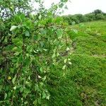 Betula humilis Leaf