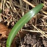 Sternbergia lutea Foglia