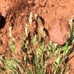 Festuca octoflora Floare