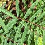 Mimosa diplotricha Leaf