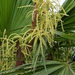 Livistona australis Kvet