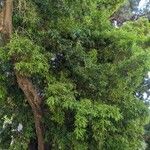 Podocarpus neriifolius Habit