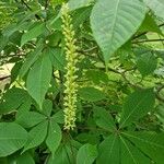 Aesculus parviflora Flor