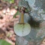 Annona foetida Flor