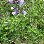 Salvia greggii Fleur