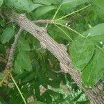 Zanthoxylum chalybeum आदत