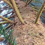 Araucaria cunninghamii Casca