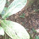 Cordia sprucei Leaf