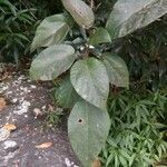 Ficus mauritiana List