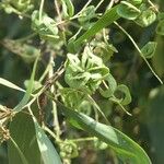 Acacia auriculiformis Fruitua