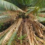 Cycas circinalis Habit