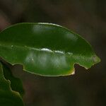 Coffea mauritiana Leaf