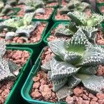 Faucaria tigrina Blad