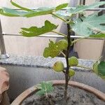 Ficus caricaFruit