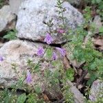 Clinopodium grandiflorumFlors