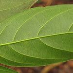 Ampelocera edentula Leaf