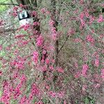 Leptospermum scoparium Blüte