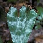 Schizaea elegans Leaf