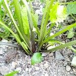 Alliaria petiolata बार्क (छाल)