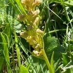 Dactylorhiza viridis 花