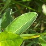 Euphorbia verrucosa Leaf