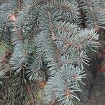 Picea pungens Deilen