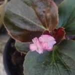 Begonia cucullata cv. 'Doublet Rose Pink' Flower