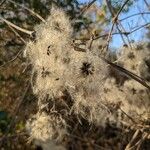 Clematis virginiana Ffrwyth