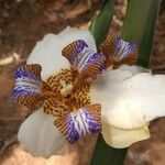 Neomarica gracilis Kwiat