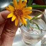 Arnica chamissonis Flower