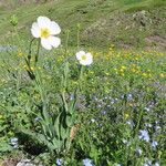 Ranunculus amplexicaulis Flor